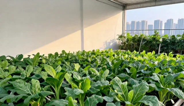 种苗供应业务中如何有效进行市场推广？